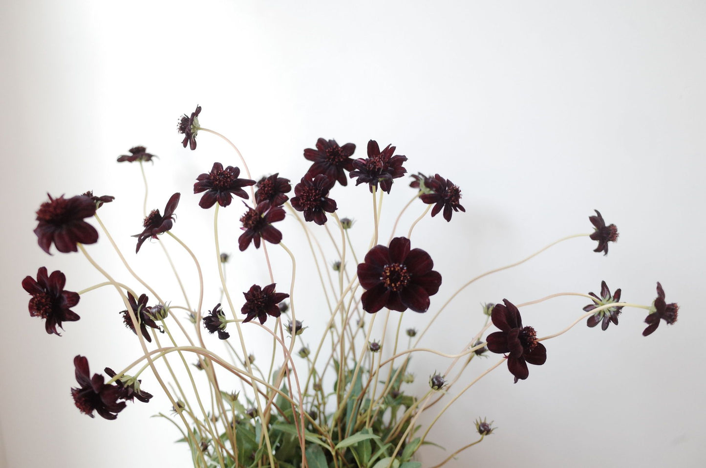 Chocolate meets Capuchino in fall