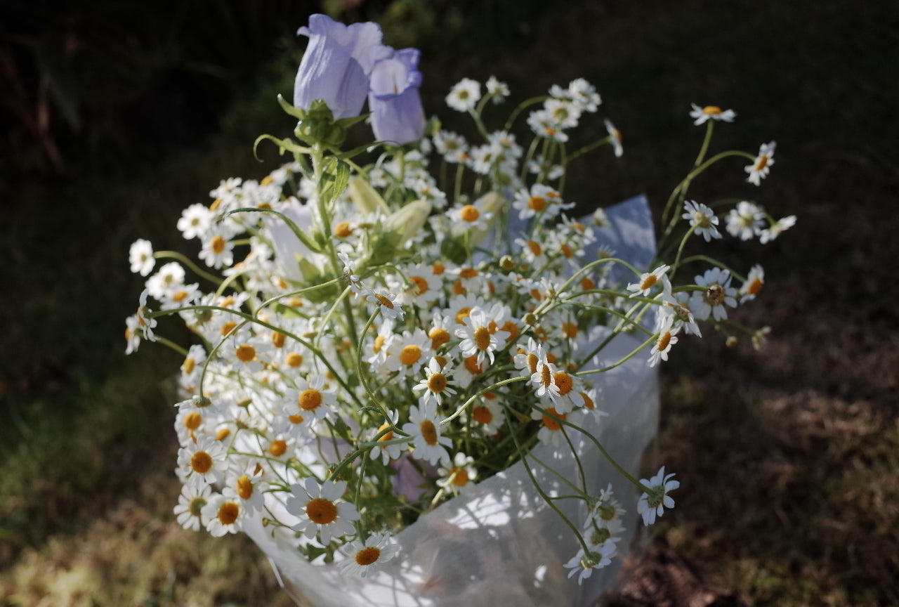 A cup of sunshine - Daisy Bouquet