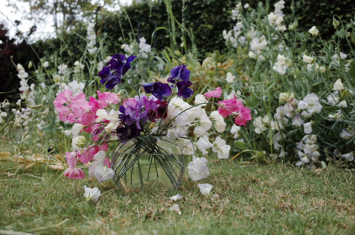 Sweet Pea Mix Color Seeds (20 pices)