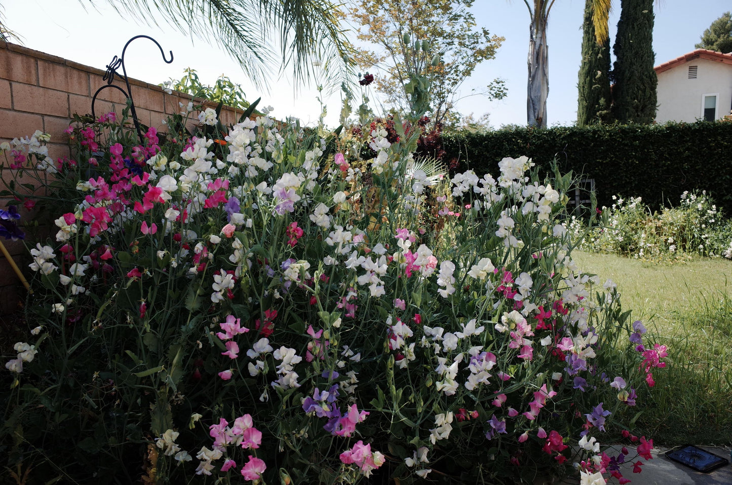 Sweet Pea Mix Color Seeds (20 pices)