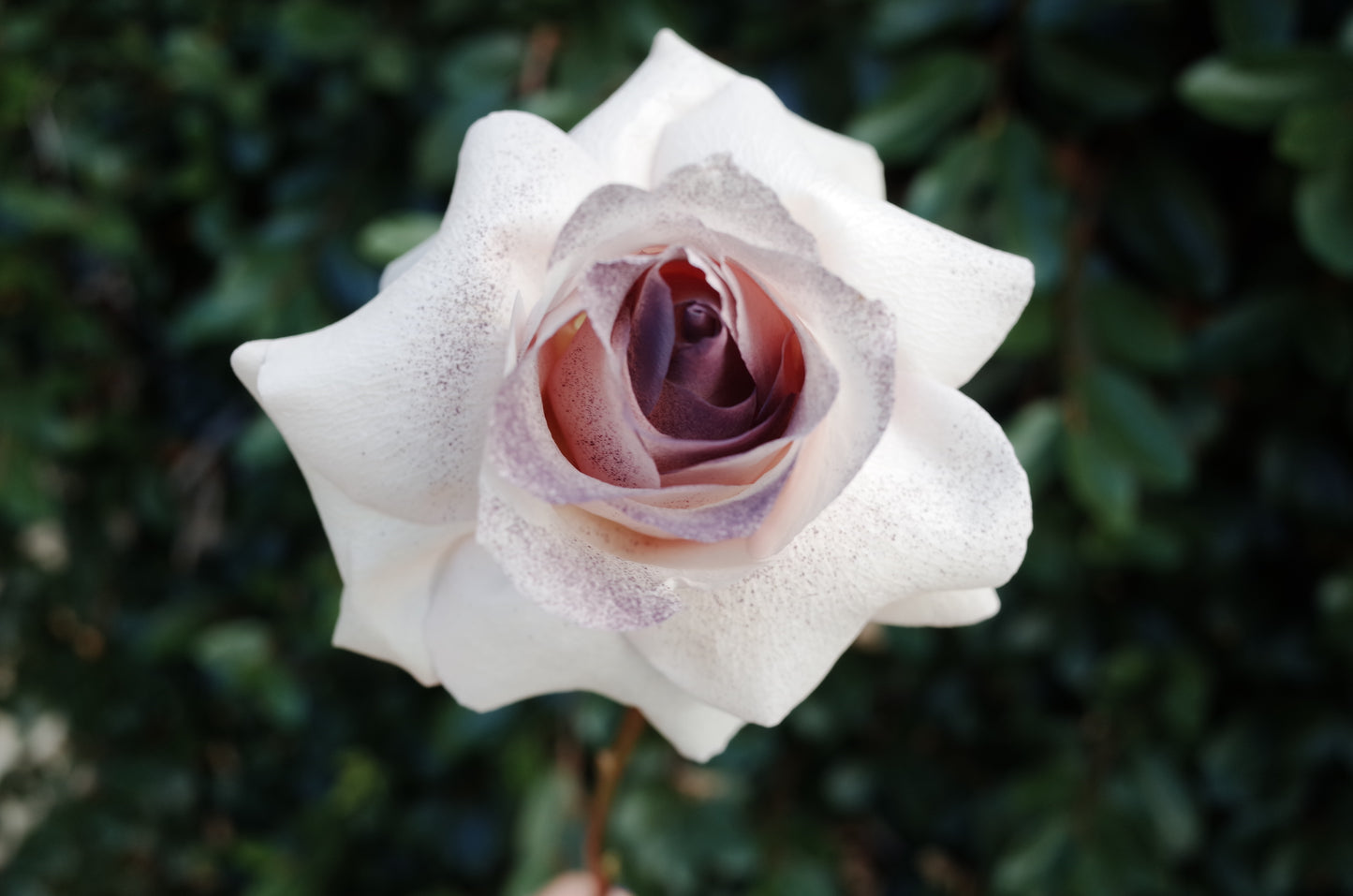 Open-Petals Fresh Rose Bouquet