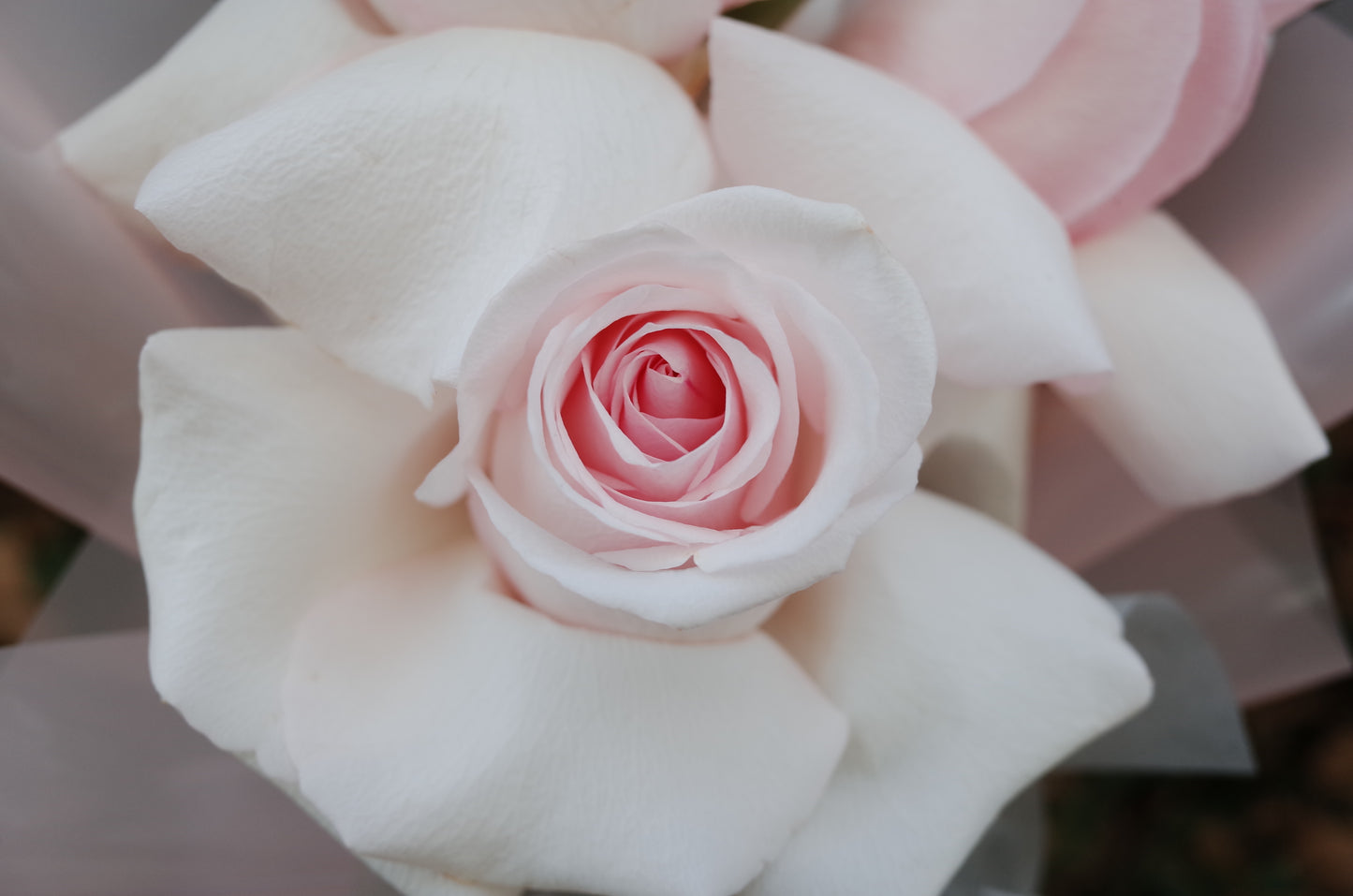 Open-Petals Fresh Rose Bouquet