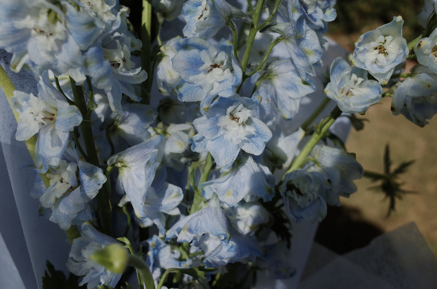 Fresh Blue Delphinium Bouquet