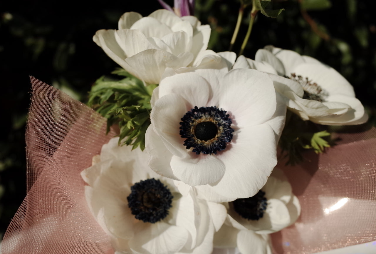 Pure Love - White Anemone Bouquet (Seasonal)