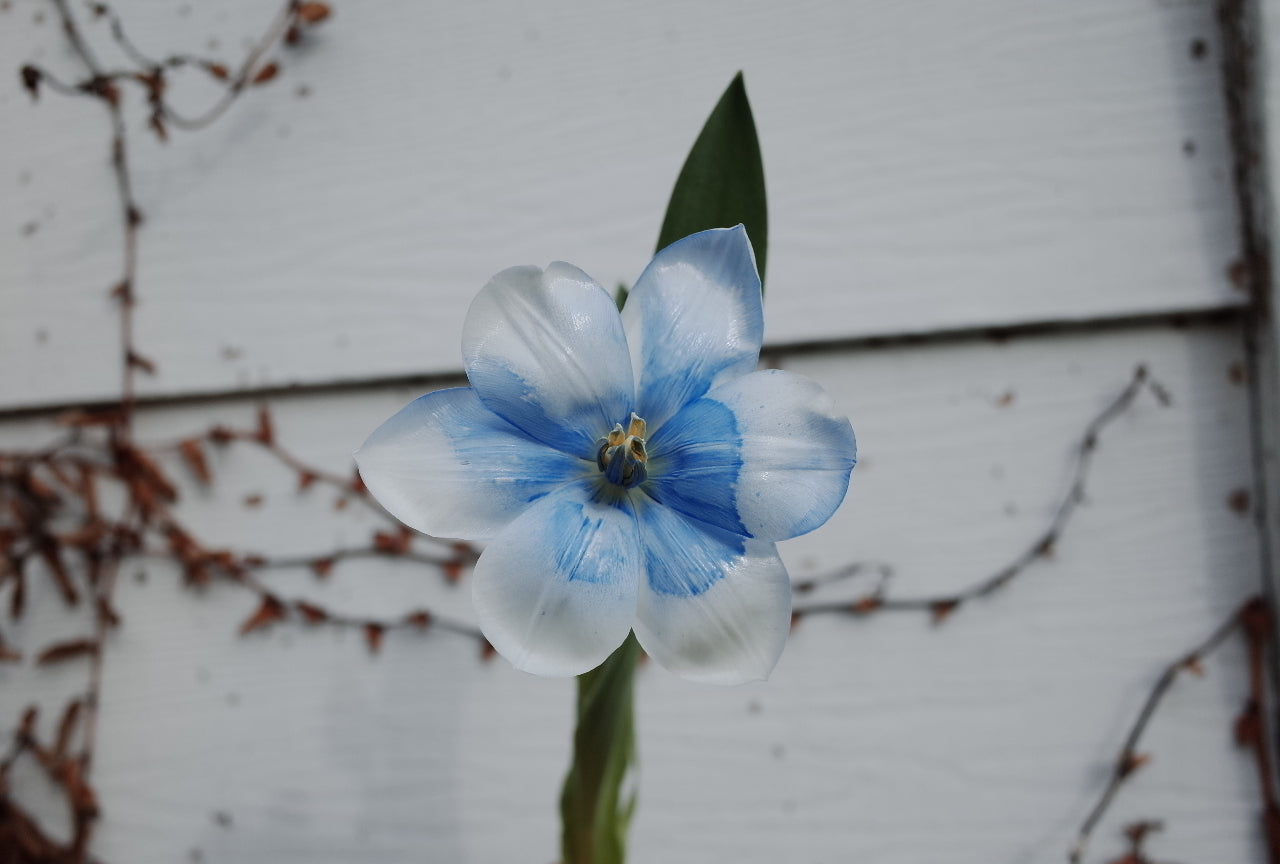 Fantasy Blue Tulip Bouquet (Can Change to Different Blue)